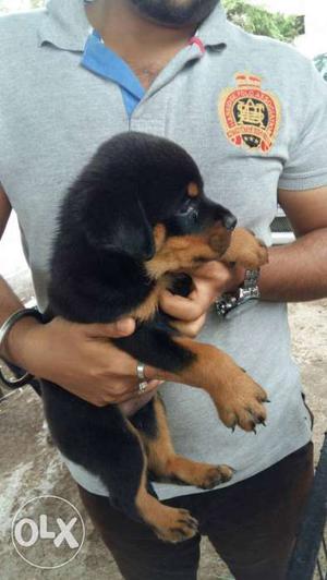 Top Quality Rotweiler puppies for sale Male 