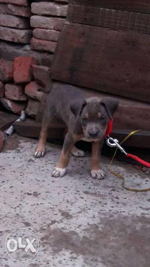 Top of the top quality pittbul female pup