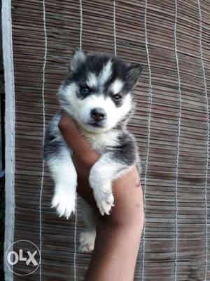 Top quality Husky female pup Available