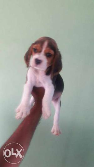 Top quality beagle pup's available