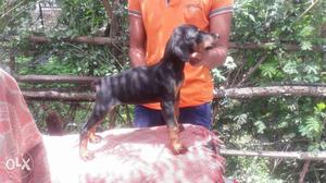 Top quality doberman puppies avaliable with us