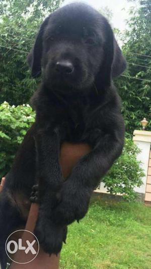 Top quality lab female available age=45days body