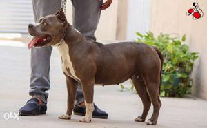 Top quality pitbull and american bully and bull
