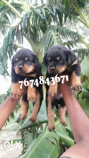 Top quality rotti willer puppies avaliable with us