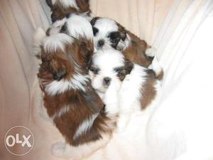 Top show quality shih tzu pupies for sale 1male & 3females