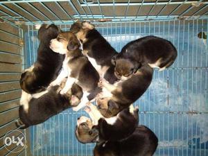Tricolor Beagle Puppy Litter