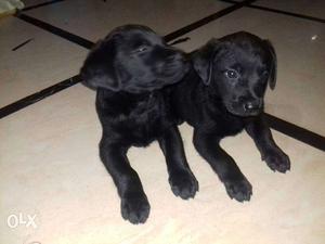 Two Black Labarador Retrievers Puppies