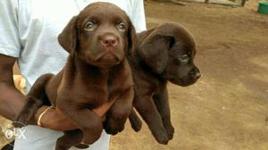 Two Chocolate Labrador Retriever Puppies