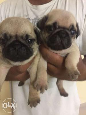 Two Fawn Pug Puppies