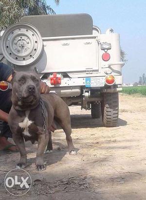 Two Grey Pit Bulls