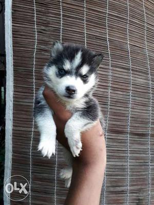 Two Husky female Pup available in Amritsar