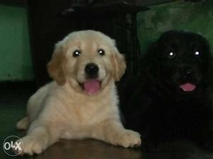 Two Light Golden And Black Retriever Puppies