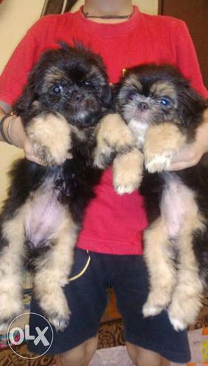Two Tan And Black Shih Tzu Puppies