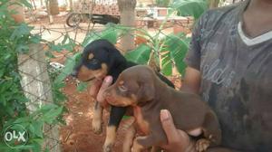 Two Tan And Black Short Coated Puppies