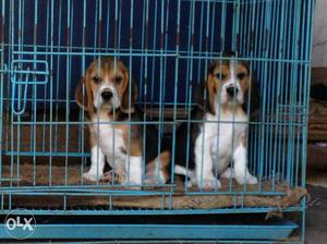 Two Tricolor Beagles Puppy