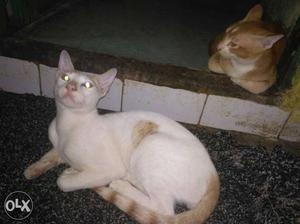 Two White And Orange Tabby Cats