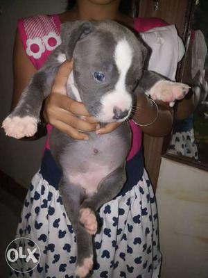 Ultimate quality American bully female pup of 28