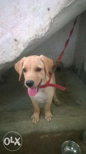 Urgent sell 3 month lebrador puppy complete