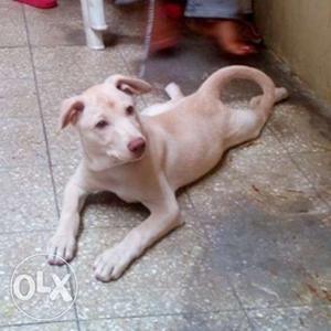 Very active Pure lab original breed for sale at