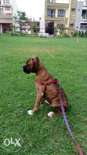 Very active and playfull male Boxer puppy...4
