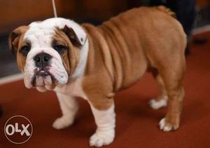 White And Red Old English Bulldog