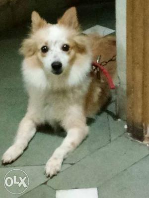 White And Tan Indian Spitz Dog