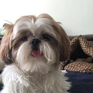 White And Tan Shih Tzu pups and many other breeds available