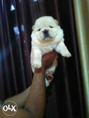 White Chow Chow Puppy