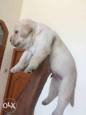 White Labrador Retriever Puppy