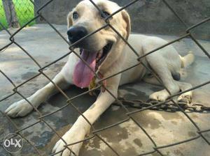 White Labrador Retriever heavy bone