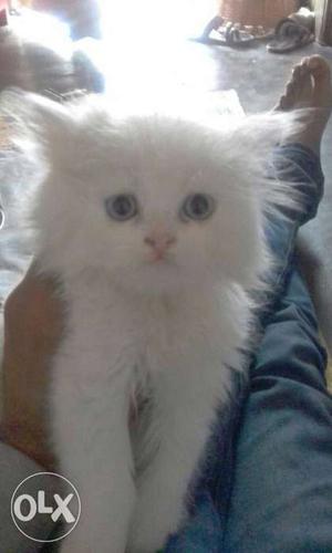 White Long-fur Kitten female playfull n healthy