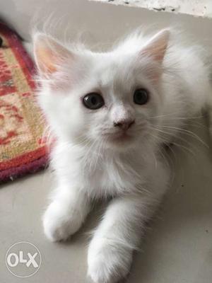 White persian female kitten. 2 months old. Green eyes.