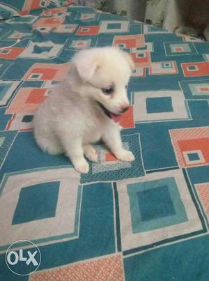 Whitest and cutest pomarin puppy of 50 days