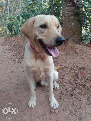 Yellow LAB 1.6 years old male.urgent sale