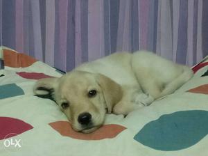 Yellow Labrador Retriever Puppy