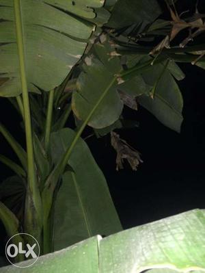 வாழை மரம் (Banana Tree) available