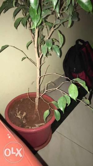 Ficus plant 4ft tall