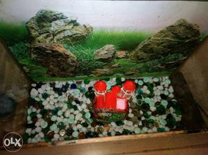 Fish tank,with stones, oxyen and water purifier