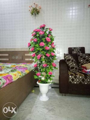 New plant available many decorations flowers in