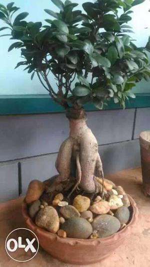 8years old ficus bonsai
