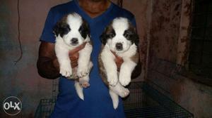 ACTIVE & HEALTHY SAINT BR. PUPPY with paper available in