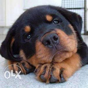 Active & healthy rottweiler puppy is 4 sale price is