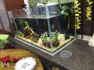 African cichlid aquarium tank for sale 3 ft wide 1 1/2 ft