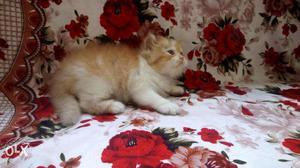 All India pure Persian kitten sell.cash on