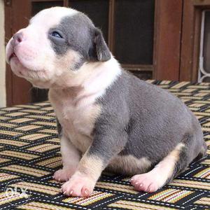 American pit bull terrier puppy available home delivery in