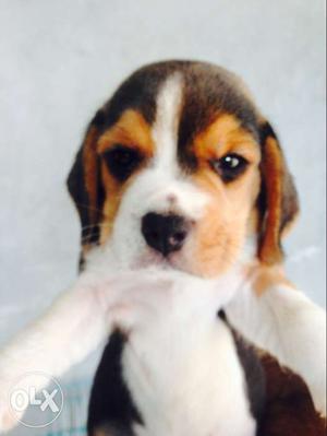 Beagle 2 male nd 1 female try clr 35 days pup