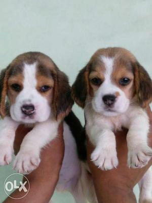 Beagle heavy puppy sale
