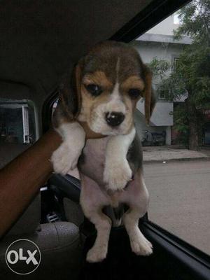 Beagle male pupp at sam kennel in top quality
