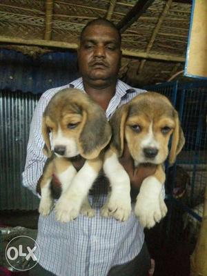 Beagle male puppies available with kci paper