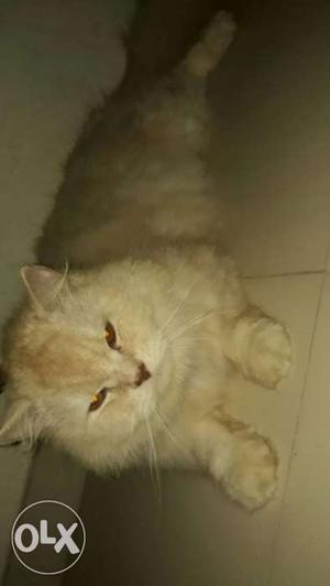Beige Persian Cat male